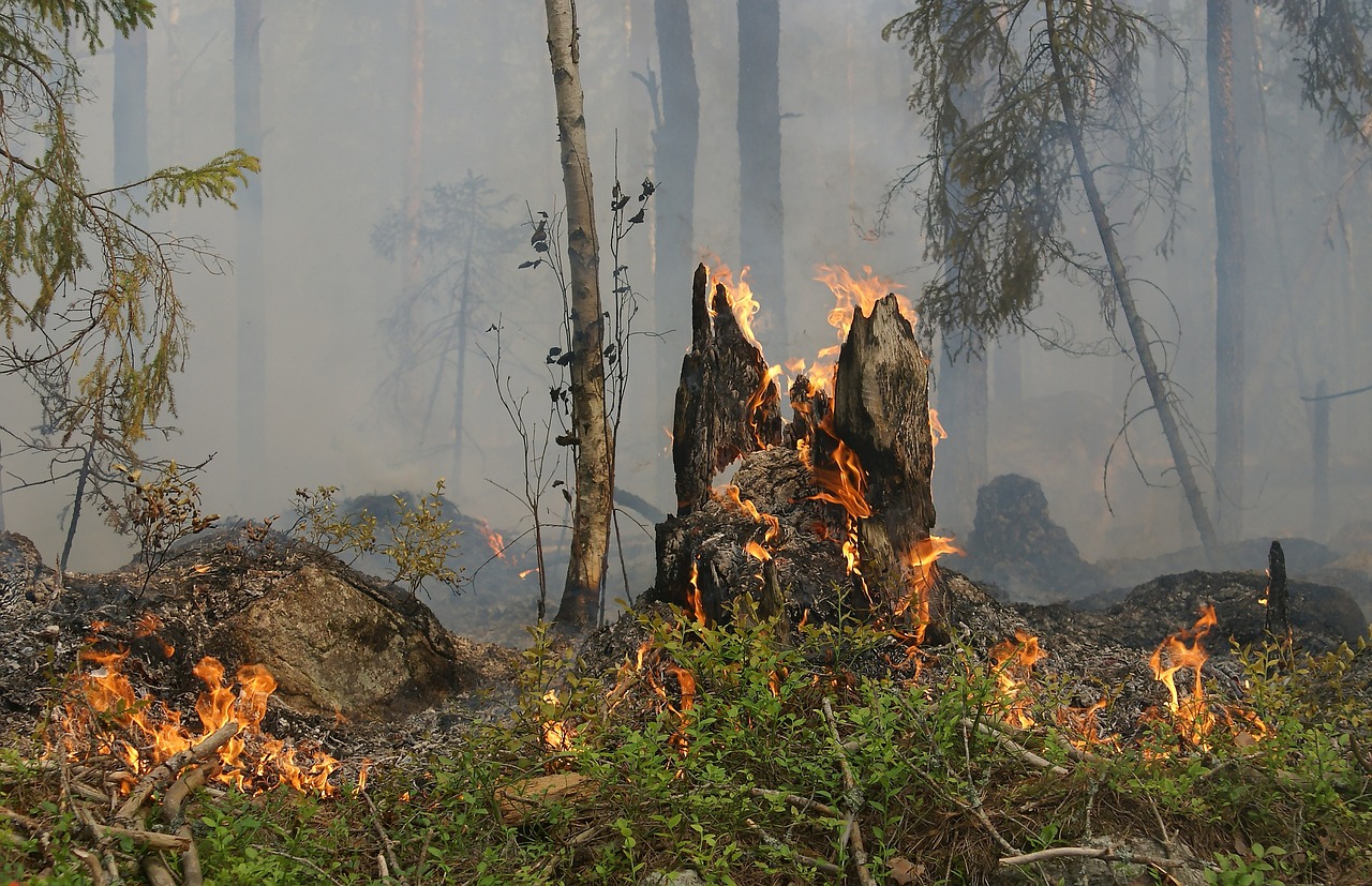Conserving Habitats, Conserving Species: Focusing on Ecosystems